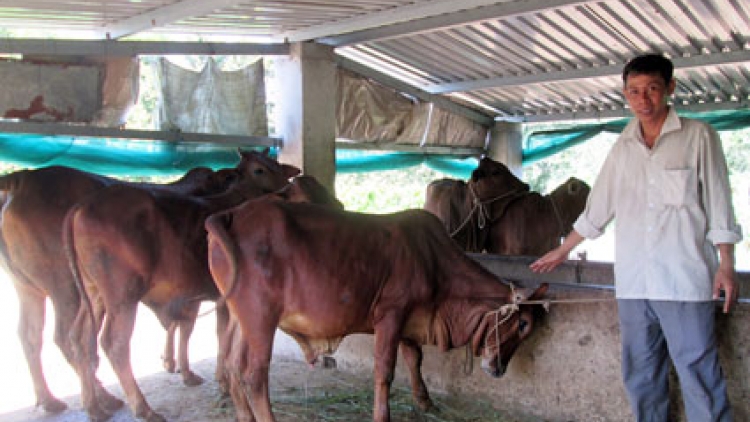 Daong dam dara ngak mbang, yam tagok ngak meda