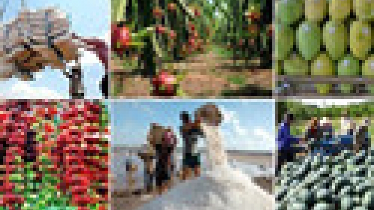 Ngak kaya meda meng bruk pandar hèm mbia rong pabo palimek