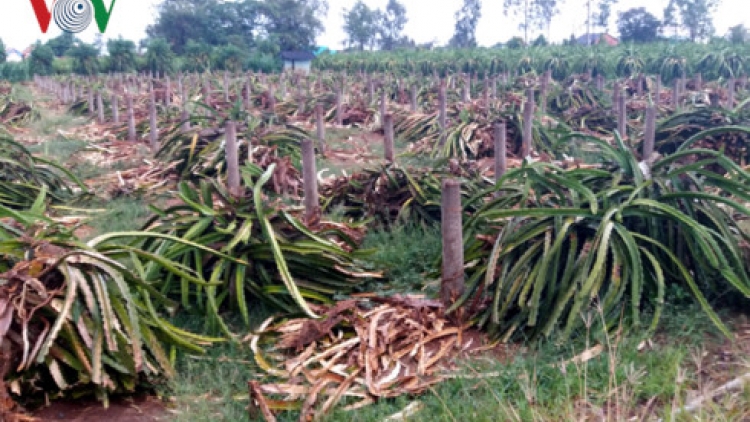 Khaw tin bair harei 25/4/2017