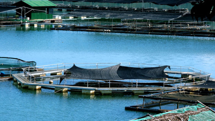 Padang mbang ngui jak jeng meng bruk rong ikan salat  cườm