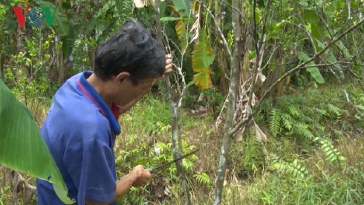 Urang nong bhum taneran kraong Cửu Long dang oh kajap kayua yaom cam sành trun yaom