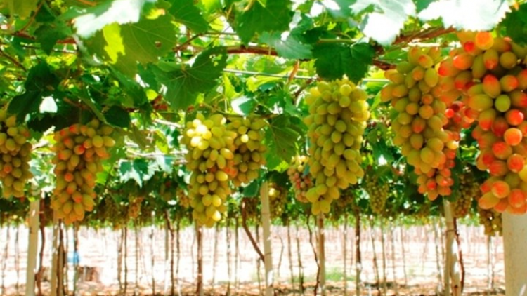 Khaw tin 10h30 saong 14h30 harei 11/7