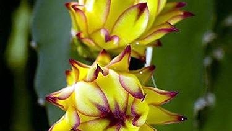 Khaw tin 6h30 harei 12/7