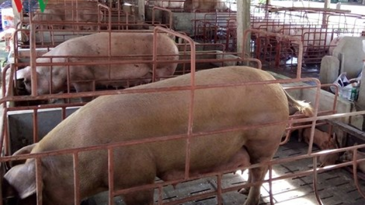 Khaw tin tuk page harei 13/8