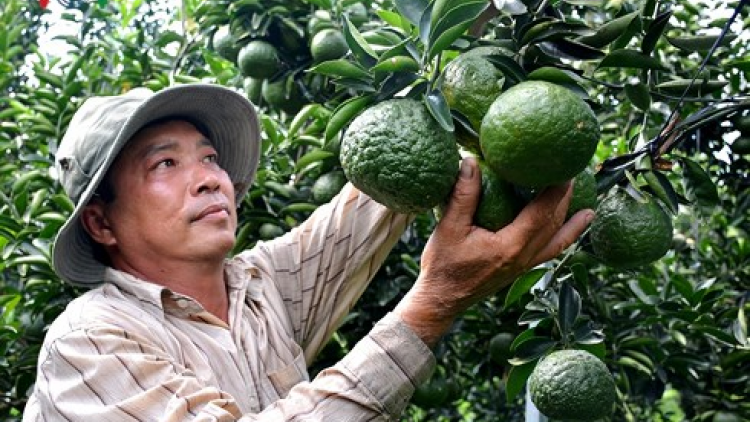 Mek hu jak jeng meng bruk pala truac sành di taneh nyom likhun