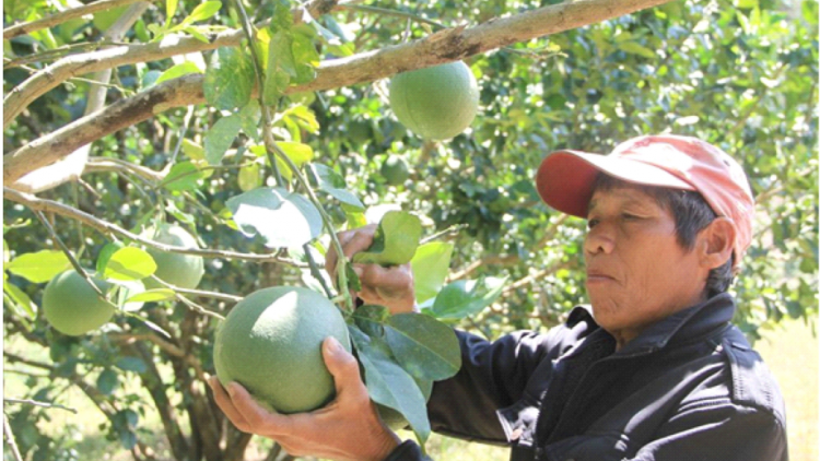 Ong Pi Năng Chiên – urang đảng praong thun ngak meda meng pala kruac bung