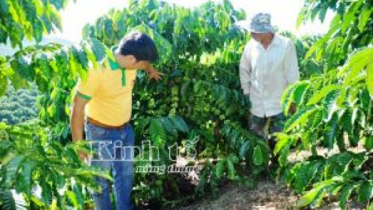 Ilamu pala dưa lưới brei năng suất glaong