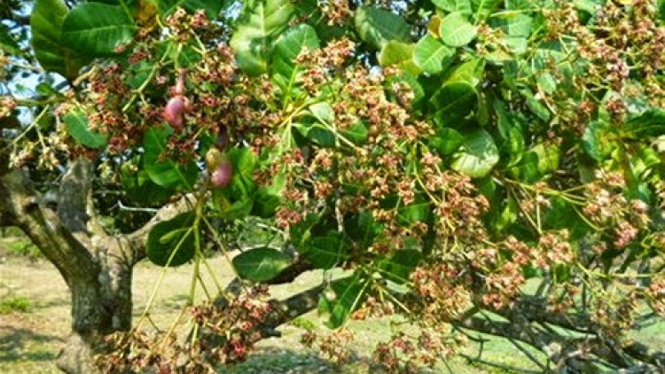 Khaw tin 10h30 saong 14h30 harei 15/3