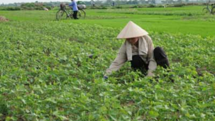 Bhum tabung ia xua trun pala njam patam plaih pandiak bhang