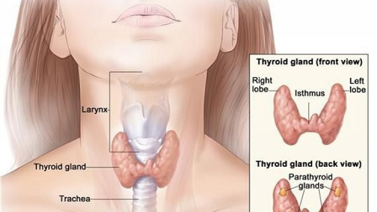 Dau hieu brei thau ruak ung thu tarakon