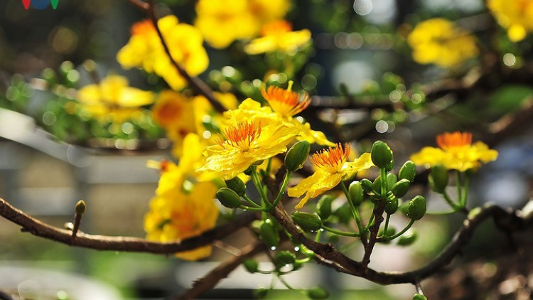 Khaw tin 6h30 harei 6/2​