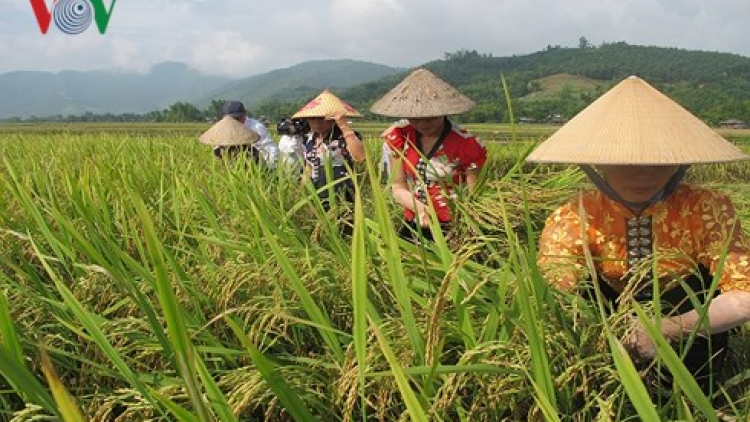 Hậu Giang: Ruak vàng lùn- lùn balik hala daok tamuh khang angaok padai hè thu