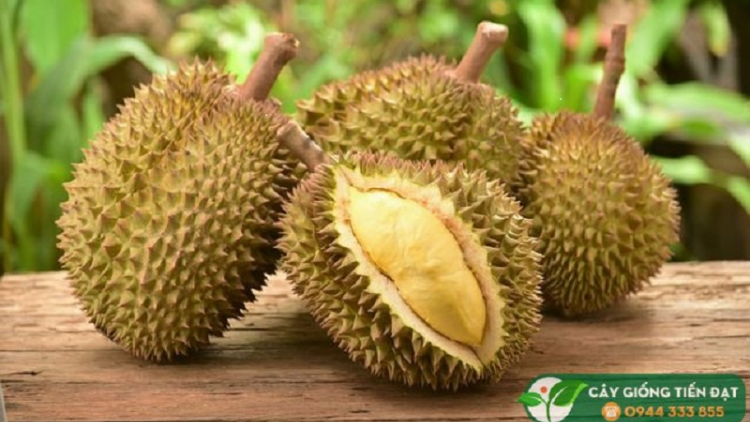 “Bruk salih pala” Durian Musang King yau habar