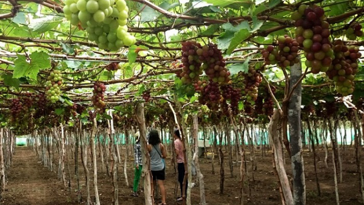 Ninh Thuận: palei nho Thái An - Labik mai rivang ma-in di tuai du lịch