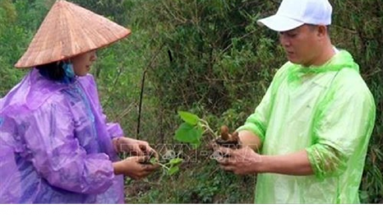 Hòa Bình pala iek phun Paulownia