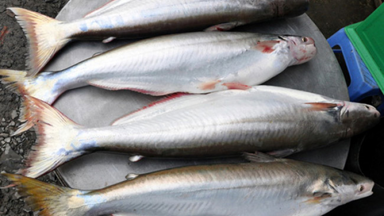 Salih bahrau rai diuk mai meng bruk raong ikan bông lau