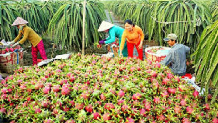 Urang nong Ninh Thuận ngak mbang kaya meda meng jalan ngak kinh tế tổng hợp