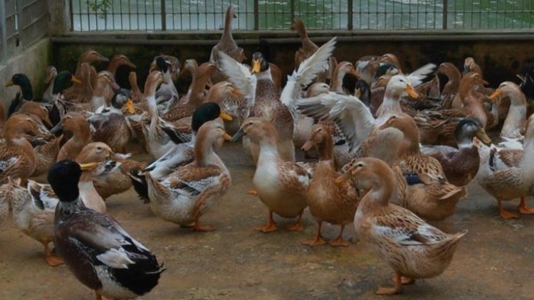 Peih praong bruk ada tasik sumu randap saong bien ndoi khi hau