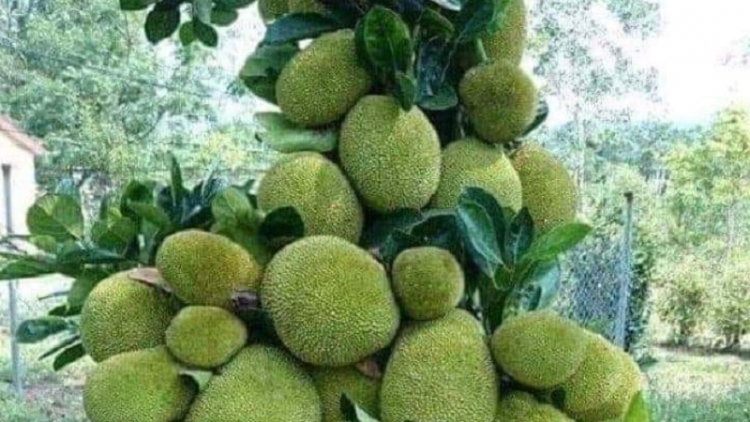adei di mbang ia njom mbak biak khang, dom po bein di bhum Taneran kraong Cửu Long ba gauk pala panat