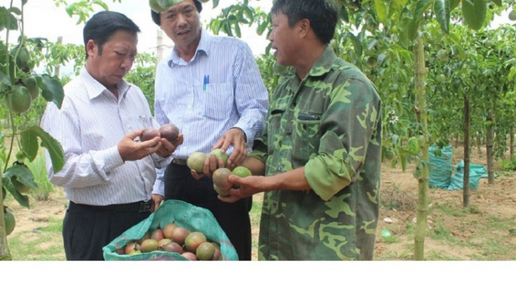 Phú Yên ngak kaya meda meng dom mblang  làm giàu từ những trang trại, vườn đồi