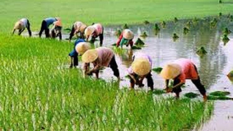 Brei hu jalan siam mekre ka bruk pala padai bhum taneran krong Cửu Long  anak langik tasik oh siam lagaih