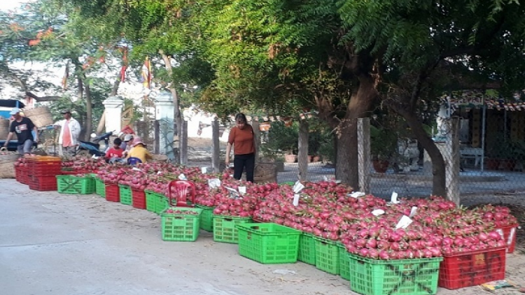 Binh Thuan paglaong yaom ka baoh thanh long