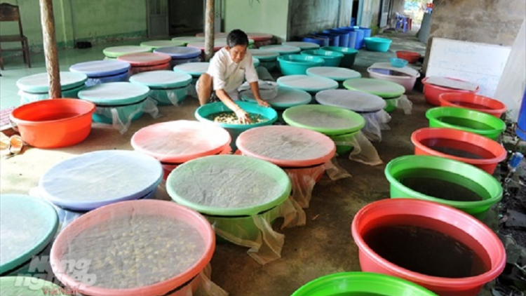 Bruk raong bao di urang nong daok di Hậu Giang