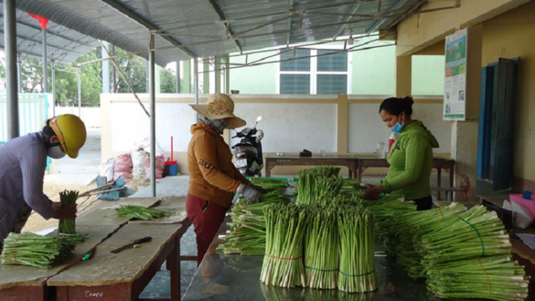 Ngak jeng kaya meda kayua pala phun măng tây hajao
