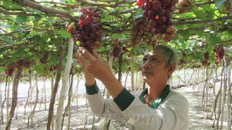 Urang nong Ninh Thuan iek glang nho cảnh pablei Tết