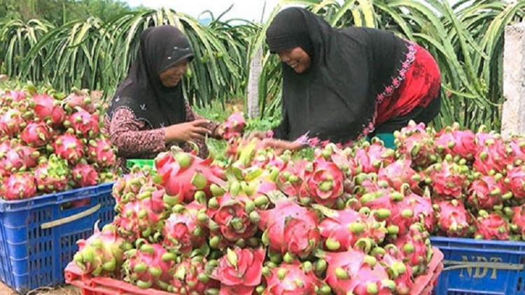 Urang nong oh mbak carak haong thanh long VietGAP