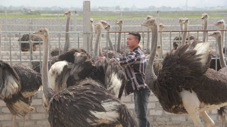 Ngak kaya mada meng bruk raong đà điểu di sang