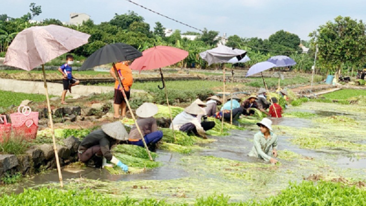 Đồng Nai ramik veik bruk ngak nong piah lagaih haong bruk di anak meta