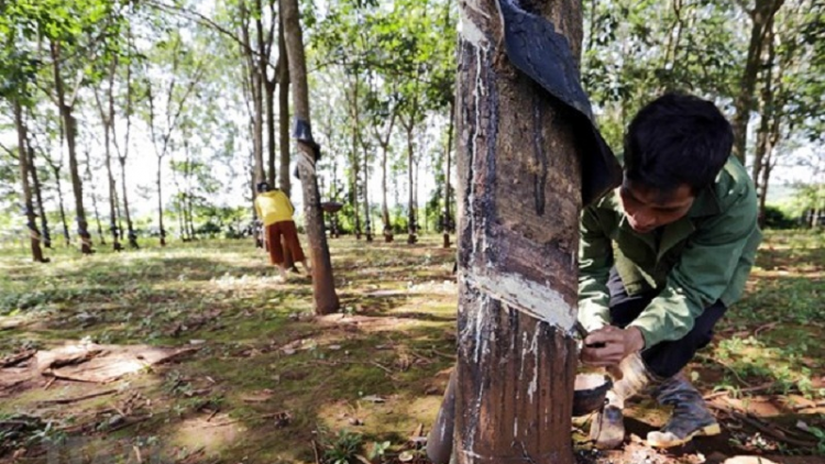 Bình Phước - Urang pala cao su gaok kan kandah