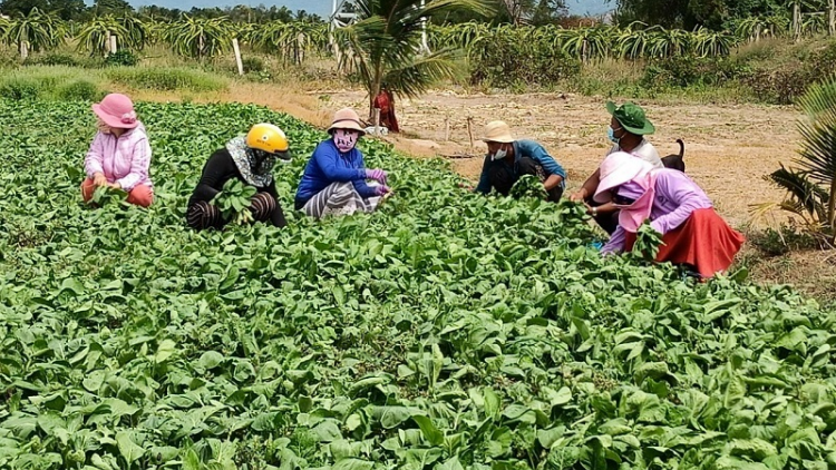 Kapul urang Cam Bình Thuận halan hatian ngak pahla