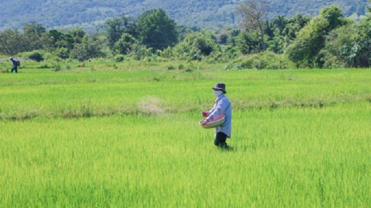 Bhap bini bangsa Raglai Ninh Thuan ngak padai angaok mblang hamu praong