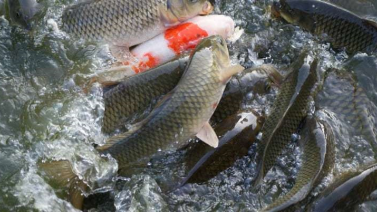 Caga danao raong, darung raong ikan chép racam