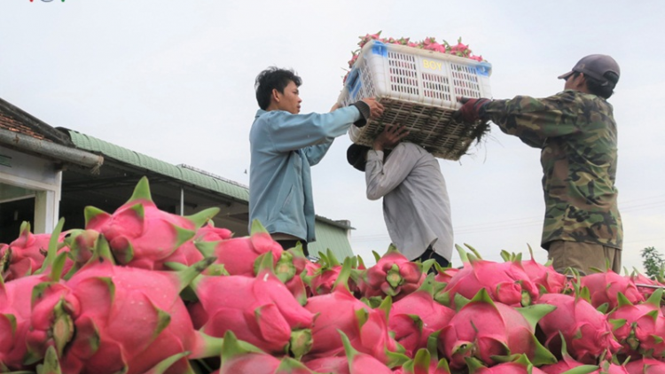 Thanh long pala njauk, pablei hu yaom