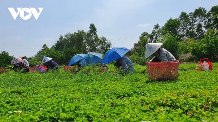 Long An daong urang nong salih jalan sahneng pala drak tapa bruk pala rau ma VietGap