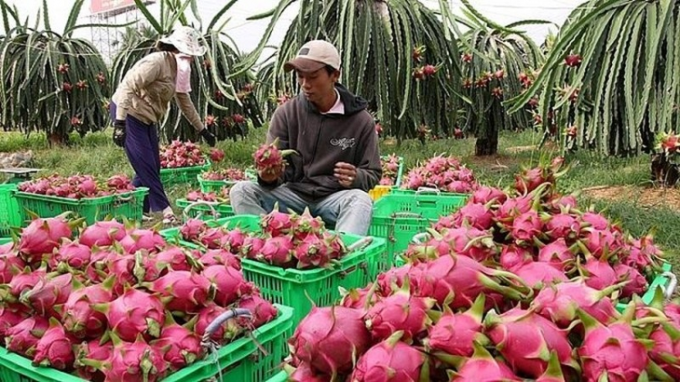 Mintri ngak nong song patagok palei pala peih ginum biai ngan saong kadha "pambuak gauk pala, ngak song pablei thanh long"