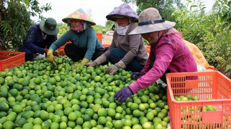 Pala kruac aik ilamu glaong daong salih bahrau raidiuk urang nong bhum pala tabau