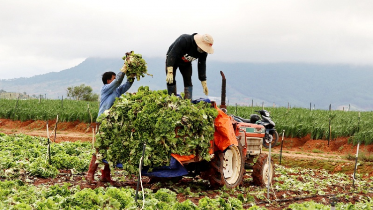 Pala njam Đa Lat angaok taneh Hau Giang