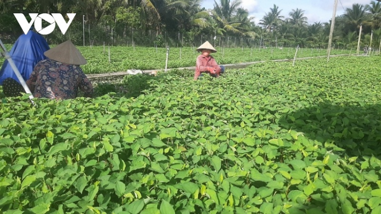 Urang ngak nong bhum taneran kraong CL caga dahlau bruk pala drak  tuk yaom khak, yaom jru khik caga phun pala daok glaong