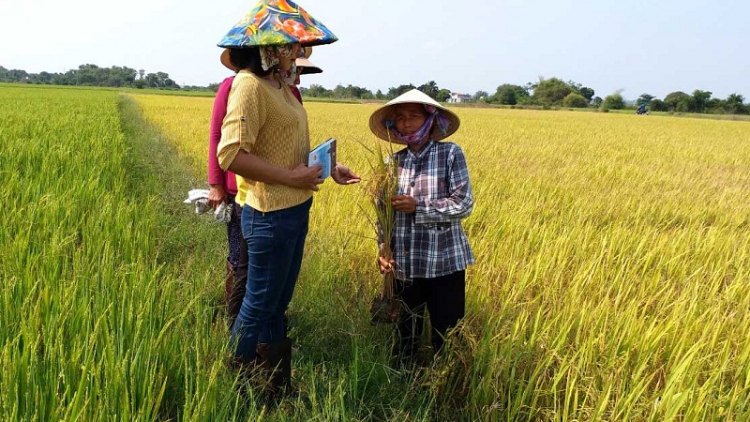 Bruk ngak padai tui jalan hưu cơ di Binh Thuan