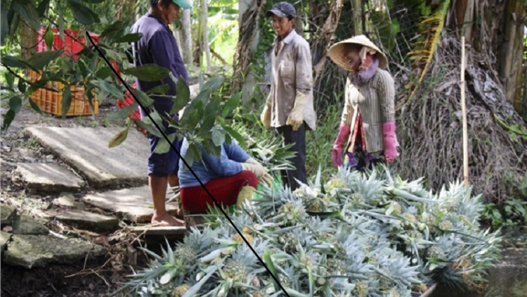 Hau Giang: urang ngak nong bhum taneh dhaong yam tagok ngak kaya meda meng salih janih phun pala