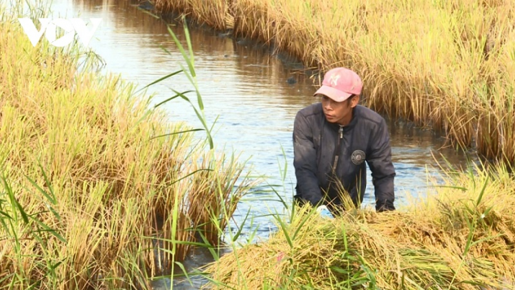 Kien Giang: patagok bruk hadang – padai hữu cơ