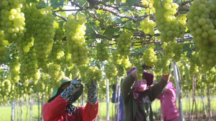 Urang ngak nong Ninh Thuan pandar ilamu glaong tame pala nho