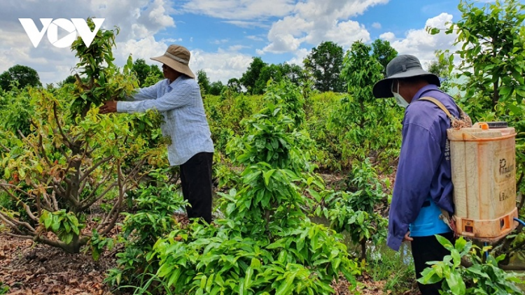 Ban raya HCM: hadei di 10 thun padang ngak palei pala bahrau huyen Binh Chanh oh daok lac “harat ngak nong”