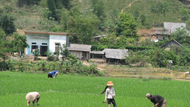 Samar mboh saong caga pasiam jit ruak palai kaik padai đong xuan