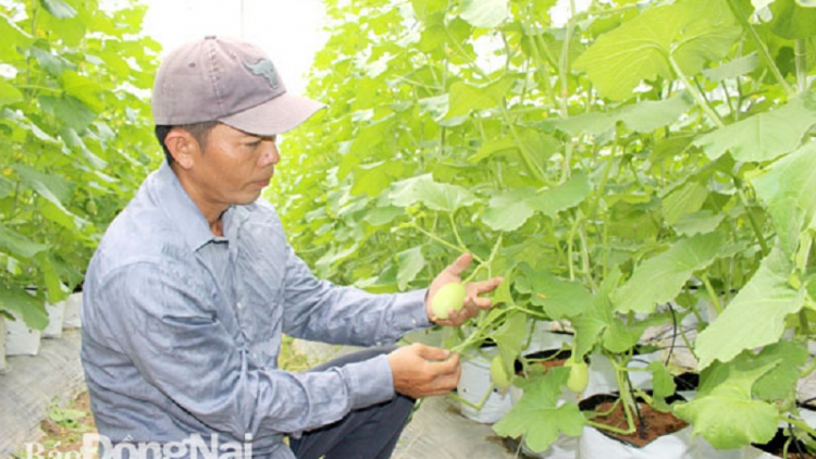 Bruk pala dưa lưới “sang pacang halam” duah hu jien tỷ yaok thun