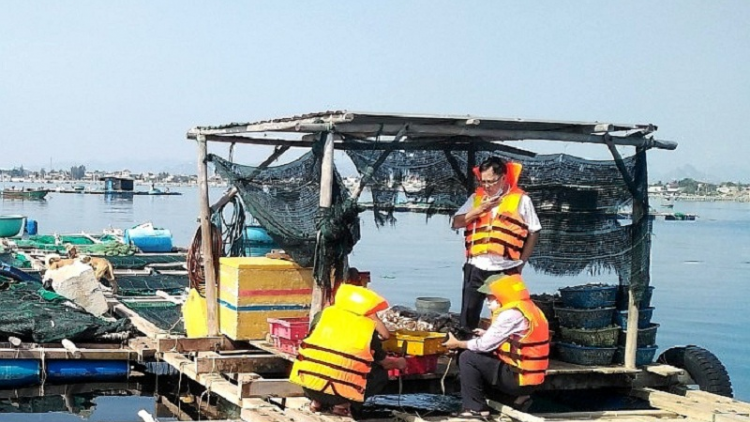 Ninh Thuận ramik pasiam bruk rong kaya ikan dalam lồng bè suan hukum di angaok tasik